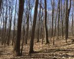 Big Tree Rd, Hemlock - NY